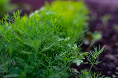 Toprak bir yatakta genç bir dereotu. Ekin, çiftlikteki deliklerde yetişiyor. Kırsal kullanışlı ve vitamin yeşillikleri kapanıyor