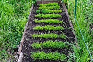 Toprak bir yatakta genç bir dereotu. Ekin, çiftlikteki deliklerde yetişiyor. Kırsal kullanışlı ve vitamin yeşillikleri kapanıyor