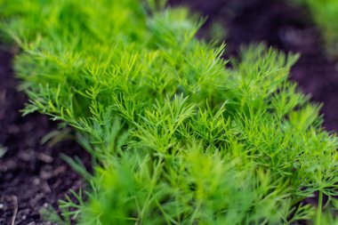 Toprak bir yatakta genç bir dereotu. Ekin, çiftlikteki deliklerde yetişiyor. Kırsal kullanışlı ve vitamin yeşillikleri kapanıyor