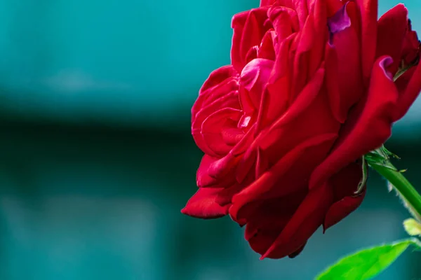 Red rose, beautiful blurred background with a bright flower. Blooming nature in summer. Rich contrasting color with green leaves