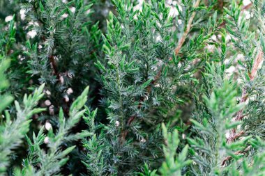 Ardıç yaprakları. İnce, küçük ve yumuşak iğneli kozalaklı ağaç. Mayıs ayının sonlarında açık yeşil dallar. Doğal bitki örtüsü geçmişi