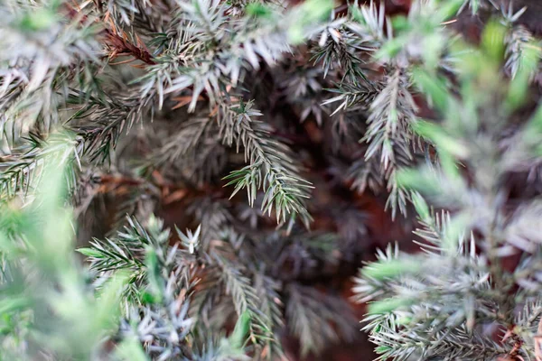 Young Leaves Juniper Coniferous Tree Thin Small Soft Needles Light — Stock Photo, Image