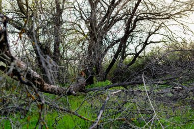 Fırtınadan sonra düşen ağaçlarla dolu renkli bahar manzaraları, yeşil çimenler ve yollarda yapraksız büyük dallar.