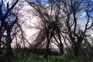 Fırtınadan sonra düşen ağaçlarla dolu renkli bahar manzaraları, yeşil çimenler ve yollarda yapraksız büyük dallar.