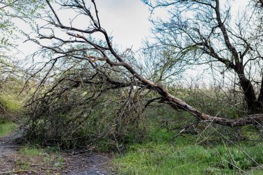 Fırtınadan sonra düşen ağaçlarla dolu renkli bahar manzaraları, yeşil çimenler ve yollarda yapraksız büyük dallar.