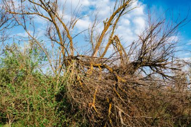 Fırtınadan sonra düşen ağaçlarla dolu renkli bahar manzaraları, yeşil çimenler ve yollarda yapraksız büyük dallar.