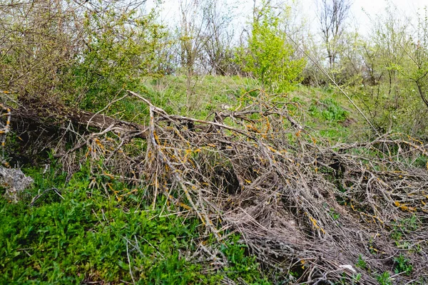 Барвисті Весняні Пейзажі Природи Впалими Деревами Після Шторму Впали Великі — стокове фото