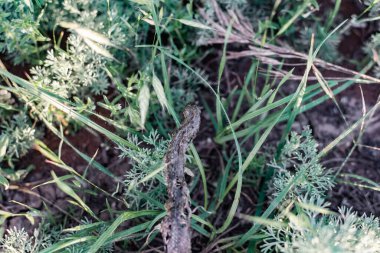 Yeşil ot ve bitki örtüsünün arasında kurumuş ölü bir yılan. Kurumuş, siyah yılan derisi ve vahşi doğada delikleri var.