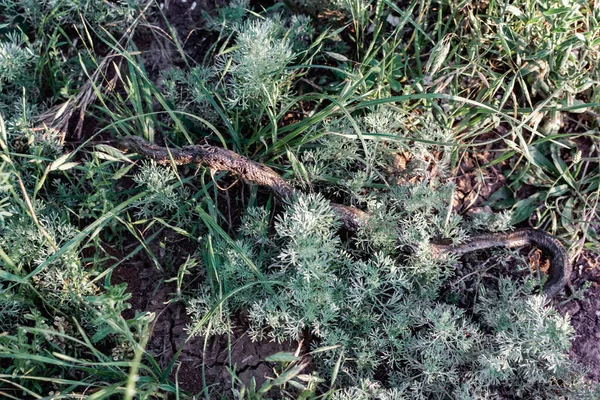 Tør Død Slange Blandt Grønt Græs Vegetation Tørret Mørk Slangeskind - Stock-foto