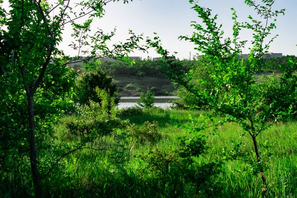 Paysage Avec Une Large Rivière Beaucoup Végétation Verte Oblast Rostov — Photo