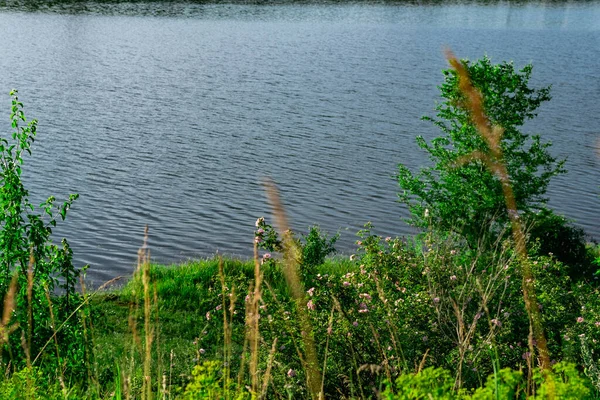 Paysage Avec Une Large Rivière Beaucoup Végétation Verte Oblast Rostov — Photo