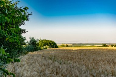 Buğday ve arpalı geniş alanlar. Rusya, Rostov bölgesi, altın kulaklı ve yeşil bitkilerin yetiştiği yollara yakın.