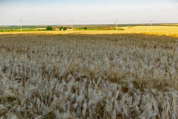 Large Areas Fields Wheat Barley Russia Rostov Region Roadways Grown — Stock Photo, Image