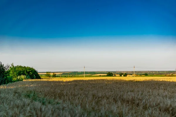 Large Areas Fields Wheat Barley Russia Rostov Region Roadways Grown — Stock Photo, Image