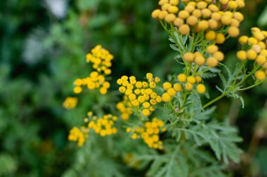 Tansy, Asteraceae familyasından uzun ömürlü bir bitki türü. Küçük çalılıklardaki küçük sarı çiçekler, özel aromalı, tıbbi kullanım için.