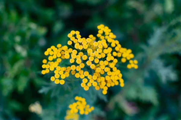 一般的なタンジーは アスタリスク科または複合花の多年生草本植物です 小さな低木の小さな黄色の花は 特定の香りで 薬用使用のために — ストック写真