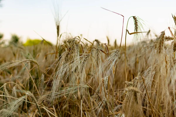 Golden Ears Barley Summer Harvest Season Fields Russia Rostov Region — Stock Photo, Image