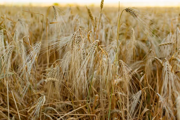 Golden Ears Barley Summer Harvest Season Fields Russia Rostov Region — Stock Photo, Image