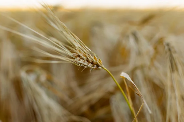 Golden Ears Barley Summer Harvest Season Fields Russia Rostov Region — Stock Photo, Image