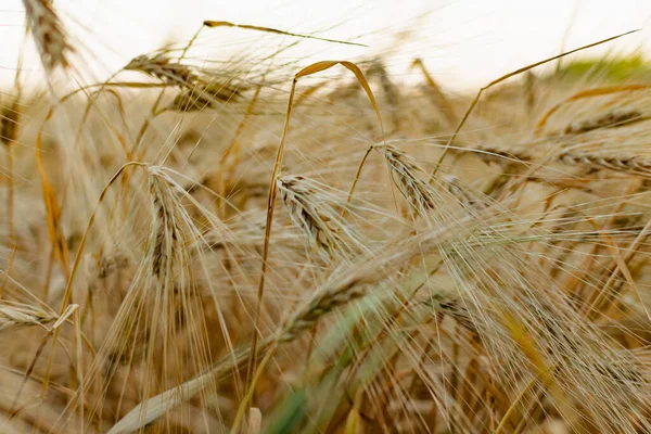 Golden Ears Barley Summer Harvest Season Fields Russia Rostov Region — Stock Photo, Image