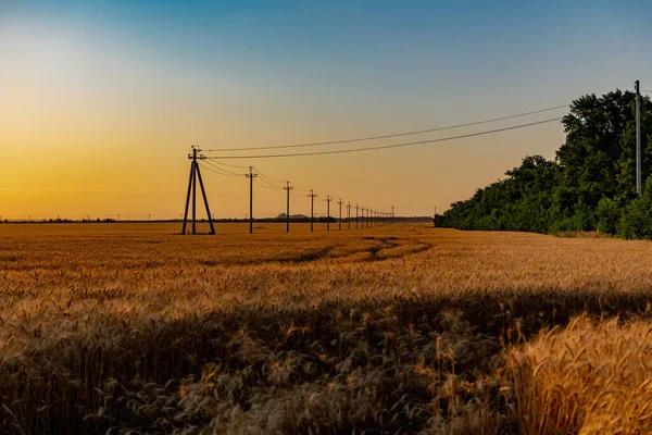 Beautiful Evening Sunset Field Golden Ears Wheat Barley Yellow Rich — Stock Photo, Image