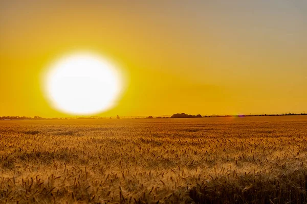 Прекрасний Вечірній Захід Полі Золотого Вуха Пшениці Ячменю Жовтий Багатий — стокове фото