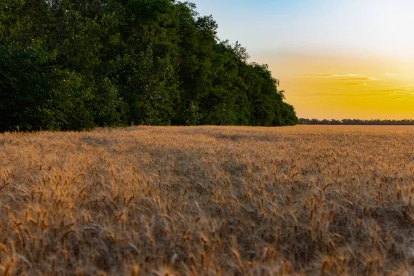 Hermoso Atardecer Sobre Campo Espigas Doradas Trigo Cebada Amarillo Rico — Foto de Stock