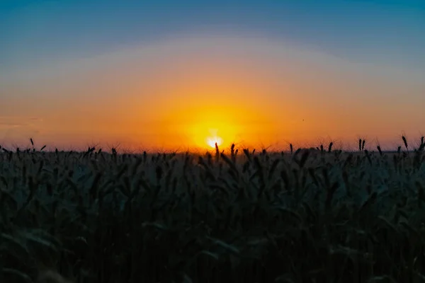Прекрасний Вечірній Захід Полі Золотого Вуха Пшениці Ячменю Жовтий Багатий — стокове фото