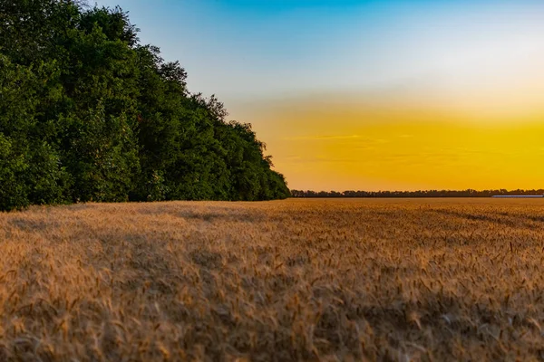 Beautiful Evening Sunset Field Golden Ears Wheat Barley Yellow Rich — Stock Photo, Image