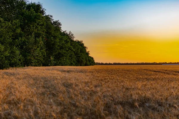 Hermoso Atardecer Sobre Campo Espigas Doradas Trigo Cebada Amarillo Rico — Foto de Stock