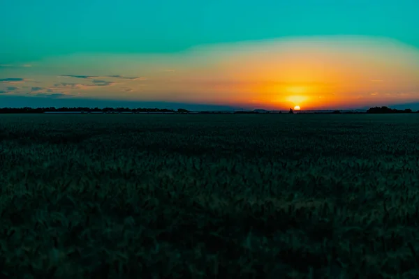 Прекрасный Вечерний Закат Над Полем Пшеницы Ячменя Желтый Богатый Цвет — стоковое фото