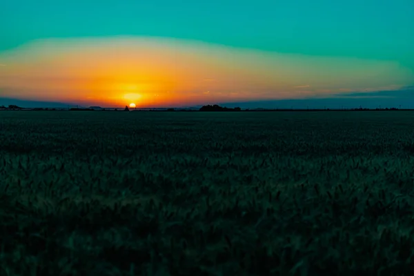 Smuk Aften Solnedgang Mark Gyldne Ører Hvede Byg Gul Den - Stock-foto