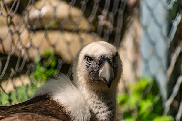 White Headed Vulture Large Adult Order Falconiformes Family Hawks Interesting — Stock Photo, Image