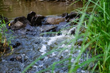 Ormanda küçük doğal bir şelale, taşların, dalların ve kütüklerin arasında. Etrafta bir sürü yeşil bitki ve yosun var. Saf doğal bir akıntının uğultusu kaynağına doğru akıyor.