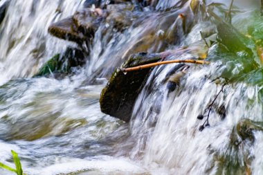 Ormanda küçük doğal bir şelale, taşların, dalların ve kütüklerin arasında. Etrafta bir sürü yeşil bitki ve yosun var. Saf doğal bir akıntının uğultusu kaynağına doğru akıyor.