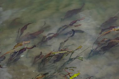 Nehir kenarında çok renkli algler var. Yeşil, kestane rengi ve kahverengi yapraklı yaprak döken bitkiler kıyıya yakın, sığ sularda, kumlu tabanlı.