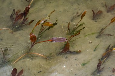 Nehir kenarında çok renkli algler var. Yeşil, kestane rengi ve kahverengi yapraklı yaprak döken bitkiler kıyıya yakın, sığ sularda, kumlu tabanlı.