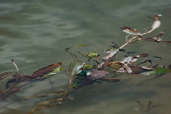 Alghe Multicolori Nel Fiume Don Piante Decidue Con Foglie Verdi — Foto Stock