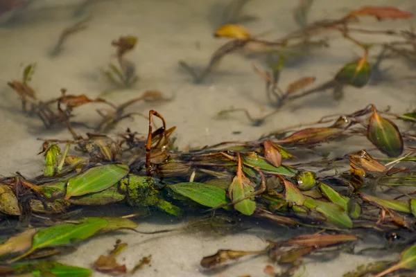 Alghe Multicolori Nel Fiume Don Piante Decidue Con Foglie Verdi — Foto Stock