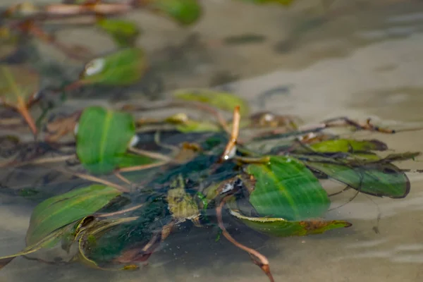 Algas Multicolores Río Don Plantas Caducas Con Hojas Verdes Granate —  Fotos de Stock