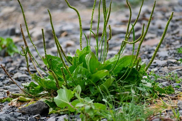 Large Bushy Plantain Bush Perennial Herb Common Semi Shrub Broad — Stock Photo, Image