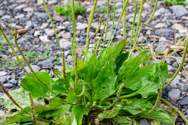 Gran Arbusto Plátano Bush Una Hierba Perenne Semi Arbusto Común Imagen De Stock