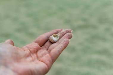 Nehir kabukları ve beyaz nehir kumu doğada bir kadının elinden dökülür.