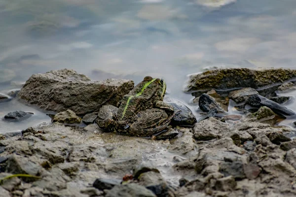 五彩斑斓的绿色青蛙 长着一双富有表现力的眼睛 坐在岩石和植被之间 河流和沼泽的居民 他们有怒放的水和植物 泡状两栖动物 — 图库照片