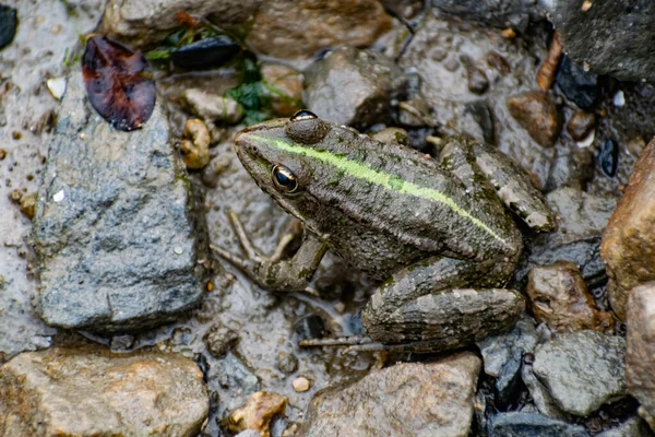 Sapo Verde Colorido Com Olhos Expressivos Sentado Entre Rochas Vegetação — Fotografia de Stock