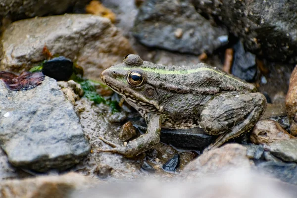 Colorida Rana Verde Con Ojos Expresivos Sentada Entre Rocas Vegetación —  Fotos de Stock