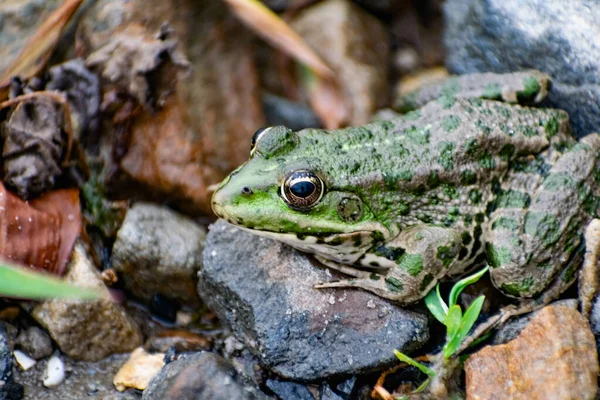 Kolorowa Zielona Żaba Wyrazistymi Oczami Siedząca Wśród Skał Roślinności Mieszkaniec — Zdjęcie stockowe