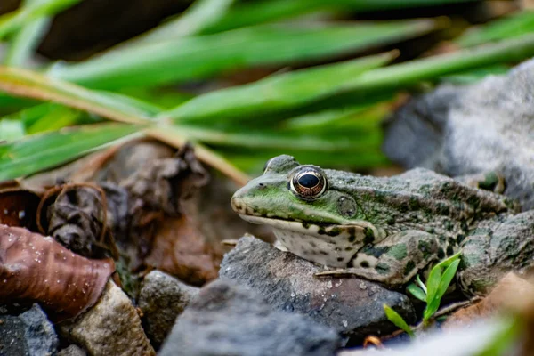 Красочная Зеленая Лягушка Выразительными Глазами Сидящая Среди Скал Растительности Житель — стоковое фото