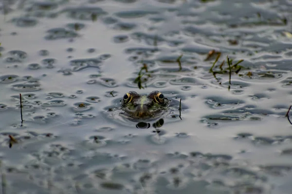 Grenouille Verte Colorée Aux Yeux Expressifs Assise Milieu Des Rochers — Photo