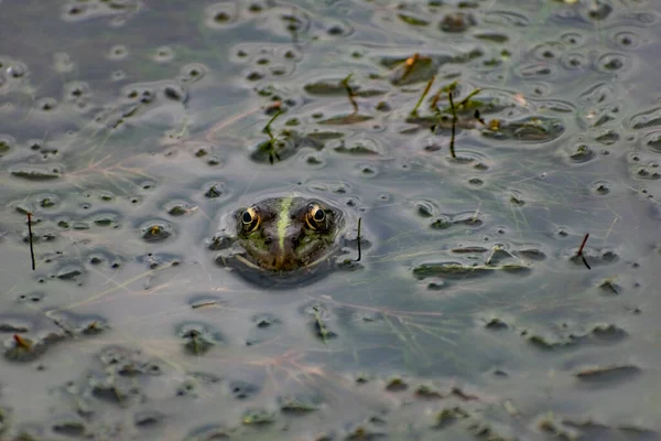 Bunt Grüner Frosch Mit Ausdrucksstarken Augen Der Zwischen Felsen Und — Stockfoto
